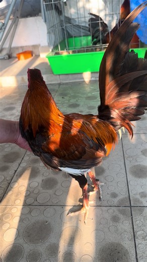 Vài si cho hai bé #gà_chọi_việt_nam #c1 #c2 #c3 #traiga