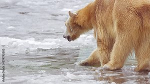 Slow motion 120 fps video of female Polar bear and her polar bear cub in nature landscape near cold water of ocean, playing on iceberg with fresh ice. 4k Cinematic slow motion footage 120 fps