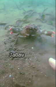 half life (0.5.5) (no effort) #halflife #halflife1 #shorts