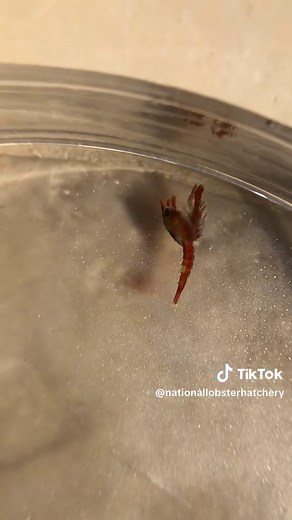 Exploring the Unique World of Lobsters: From the Weird to the Wonderful