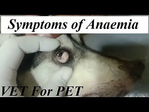Symptoms of Anaemia in Dogs ||VET For PET||