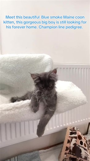 Beautiful Blue Smoke Maine Coon Kitten for Adoption