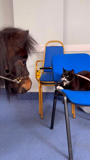 Patrick the pony making new friends #bff #newfriends #cat | The Adventures Of Patrick The Pony