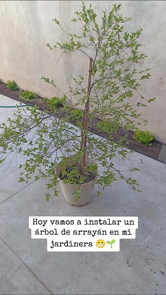 Instalando un Árbol de Arrayán en mi Jardinera