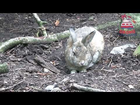 🐰 Wild Baby Rabbits & Cute Bunnies