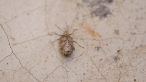 Slow Motion Close Stink Bug Flipping Stock Footage Video (100% Royalty-free) 1042528342 | Shutterstock