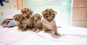 'The Fab Four of Buffalo': four new lion cubs at the Buffalo Zoo