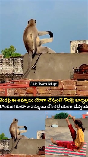 SAR Shorts Telugu on Instagram: "While this girl is doing yoga on the terrace, the monkey sitting on the wall is also doing yoga just like her. 🧘‍♀️🐒 🎥: DM for Credit/Removal #telugu #sarshortstelugu #viralreels #viral #viralvideos"