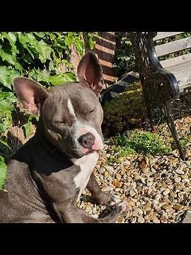 Pocket Bully, Staffy x frenchie, Staffordshire bull terrier, French bulldog what is Ruby!??