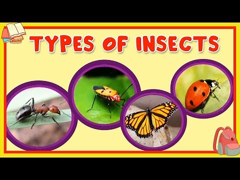 Learn About Different Type Of Insects - Preschool Learning For Kids - Educational Video For Children