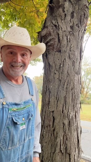 7.6K views · 10K reactions | Making syrup from the bark of a Shagbark Hickory Tree! #garden #homestead #homesteading #homesteadlife #farm #foodie #farmtotable #permaculture | PawPaw Ridge Homestead | Facebook