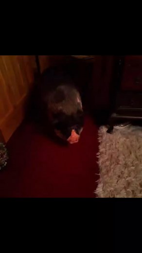 8.5K views · 502 reactions | Homie first fan was from Italy #fypシ゚viralシ #life #foryoupagereels #tiktok #foryouシ | Homerthepig Icabod | Facebook