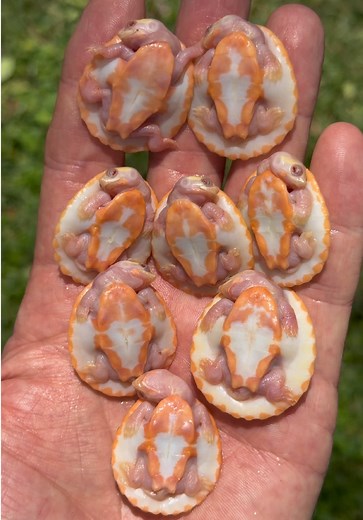Easy to see why they are called Pink Belly Sideneck Turtles. 🩷🐢😍 #turtles #reptiles #colors #turtlesoftiktok #reptilesoftiktok