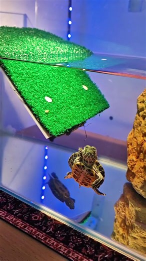 كيفية إطعام السلاحف بشكل صحي ومتوازن