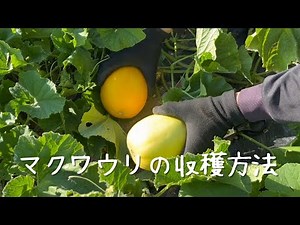 黄金マクワウリの収穫方法