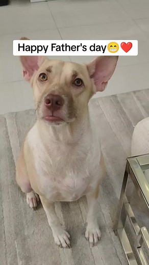 Happy Father's Day with Theo the Dog