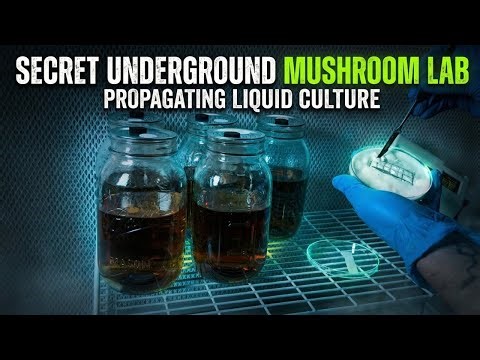 Mushroom Lab Propagation Demonstration: Agar to Liquid Culture 