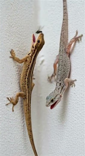 Amazing Lizard Sound 🦎 Effect | Gecko Chaos Hear The Wild Call #lizard #gecko #nature