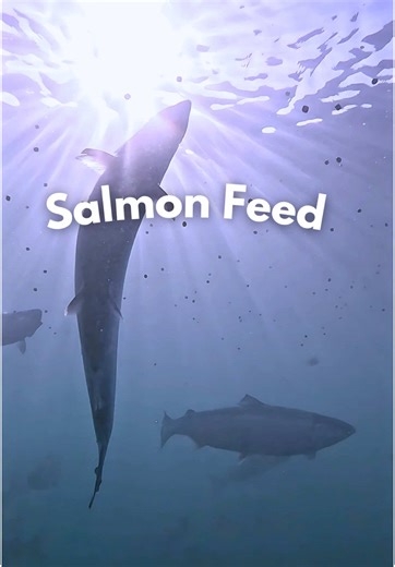 What exactly do farmed salmon eat? Let’s take a deep dive into their diet. 🐟 Salmon feed is carefully formulated to provide all the essential nutrients needed for healthy growth, replacing parts of their wild diet with sustainable ingredients. At Mowi Scotland’s feed mill on the Isle of Skye, these pellets are made using fish meal, plant-based proteins, essential oils, and key micronutrients like astaxanthin—the antioxidant that gives salmon their natural color. It’s all designed to optimize fi