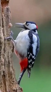 748K views · 6.8K reactions | Who teaches her this all? | Peacebook | Facebook