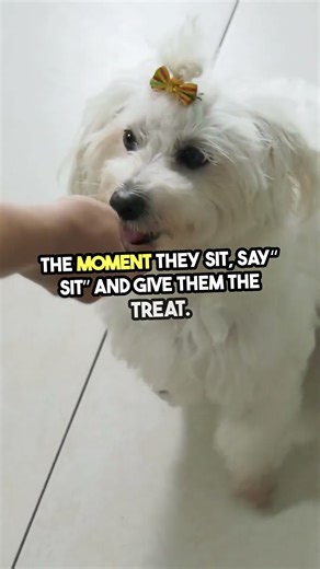 Dog Training Made Simple – Can You Master the Sit? #DogTraining