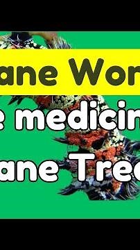 Exploring the Mopane Tree and Its Edible Caterpillars