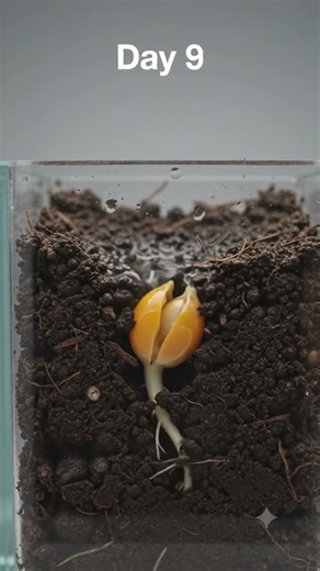 🍊 Growing an Orange From Seed – Day by Day Underground! 🌱