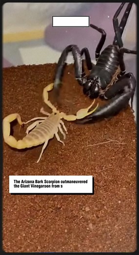 The Arizona Bark Scorpion outmaneuvered the Giant Vinegaroon from start to finish — pure tactical speed over brute strength. #insectarena #naturefaceoff #macroshowdown #creatureclash #wildencounters ⚙️ AI-generated nature dramatization — no real creatures involved. | MindFreaking