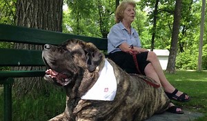 Hank the Tank uses his big head to comfort senior citizens