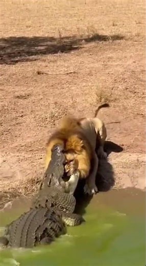 Lion Ambushed by Crocodile in Shocking 4K Wildlife Footage! 🦁🐊