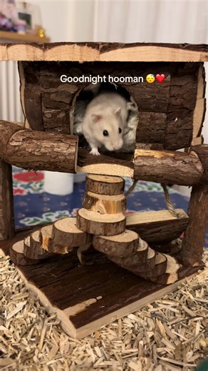 Hamster Sweet Dreams: Adorable Sleepy Time Moments