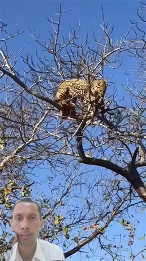#leopard #wildlife #cheetah