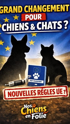 Nos chiens en folie on Instagram: "L’Europe veut changer les règles pour les chiens et les chats : traçabilité, ventes, élevage, import… et pas que “le chien à la chaîne”. Ça peut clairement secouer le marché et éviter pas mal d’abus. T’en penses quoi : bonne idée ou trop de contraintes ? 👇 🔁 Partage à quelqu’un qui achète “au feeling” et lis les commentaires ! #bienetreanimal #educationcanine #adoptionresponsable #noschiensenfolie"
