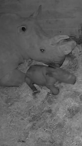 354K views · 9.5K reactions | A precious new arrival… 憐 This baby...