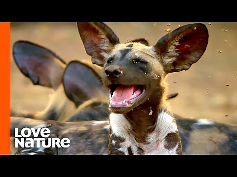 How Wild Dog Puppies Are Raised in the Wild | Love Nature
