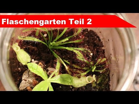 🌷 Carnivoren-Flaschengarten / ewiges Terrarium selber machen 🌻 - Großstadtgärtnern