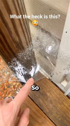 The rarest spider in the world 🤯 #facts #science #animals #nature #spider #reels #fblifestyle | Marc Joseph