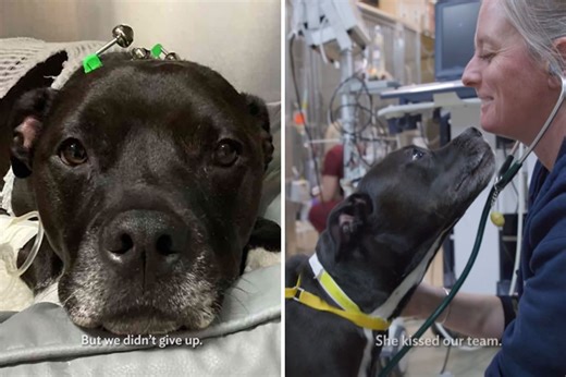 Vets Refuse To Stop CPR on Dog After 17 Minutes—Then Catch Sign of Life