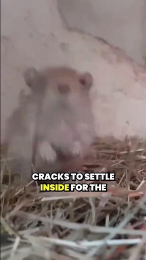 Why Do Mice Enter Ohio Homes in the Fall?