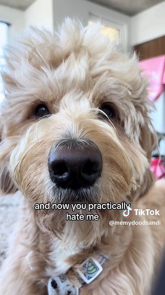Dog Math 💁🏻‍♀️ #dogsoftiktok #goldendoodles #lol #dogmath