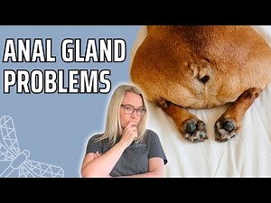 How to Treat Dog Anal Gland Problems at Home
