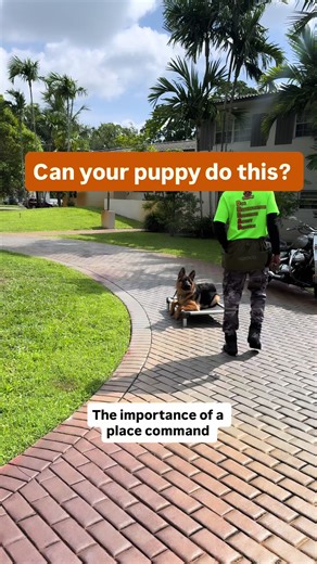 Patience and reps 👌🏾#germanshepherd #viral #fyp #dogtraining #southflorida