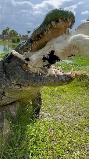 Giant Crocodile Eating Rabbit #shorts #crocodile #reptiles