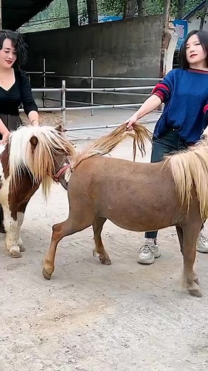 Understanding Horse Mating Season and Its Importance