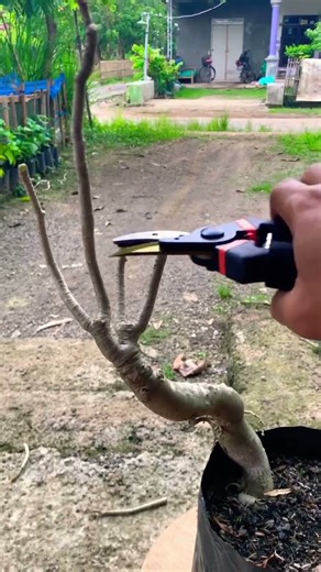 Pruning Adenium Branches After Leaf Drop | Encouraging New Shoots #shortvideo