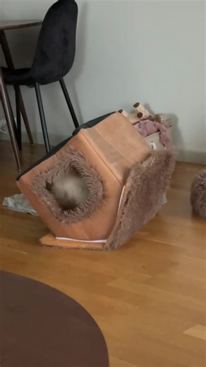 Funny Dogs: Pomeranian Love at the Party