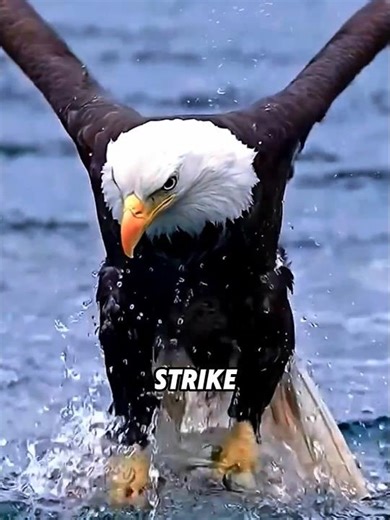 Why the Eagle is the Undisputed King 👑