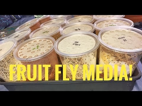 Homemade Fruit Fly Cultures!