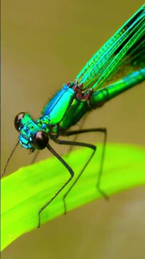🐉 Dragonfly in Slow Motion | Nature’s Perfect Flying Machine ✨