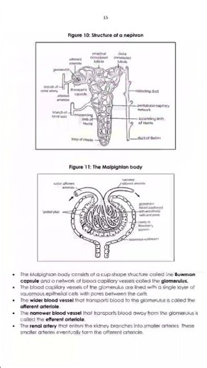 grade 11 life sciences revision notes booklet term 3